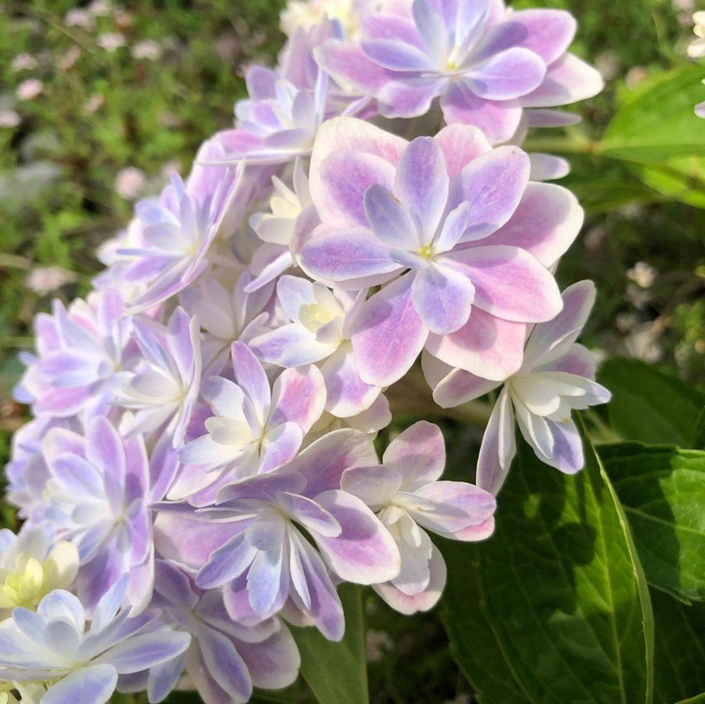 這繡球花好美 日本浪漫新品種 萬華鏡紫陽花 渲暈 雙色漸層 融化少女心 Pagecup